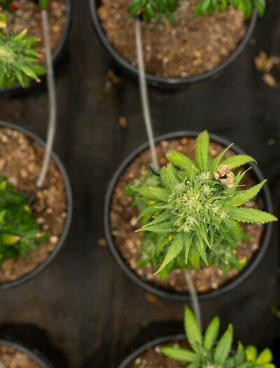 Learn how to properly water cannabis plants, improve root health, avoid overwatering, manage water quality, and maintain healthy and bountiful plant growth. 
