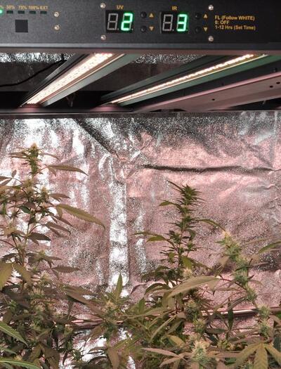 Luminaria LED profesional para cultivo de marihuana con canales para ajustar el espectro lumínico