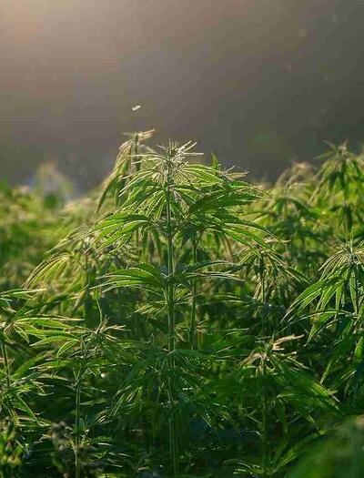 New Buffalo Cannabis: Understanding THC, CBD & Products