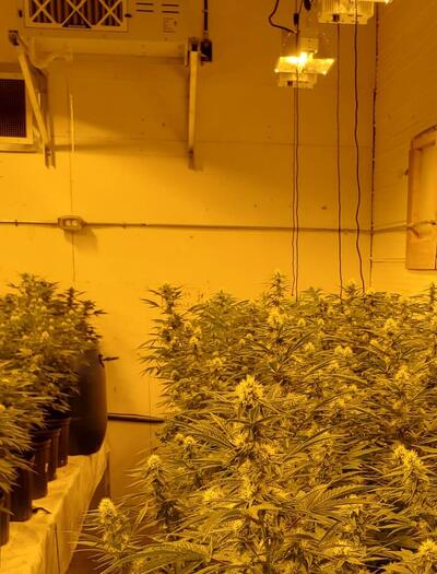 I cover the basics of setting up an indoor cannabis grow room, cover the best substrate, pot size, plant count and many other factors that should be considered