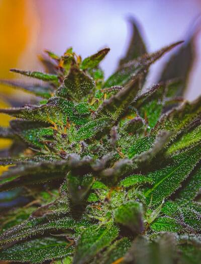 Learn how to boost indoor cannabis yields and fragrance. Master PPFD, late-stage temperature drops, sulfur inputs and EC tapering for maximum terpene profiles. 