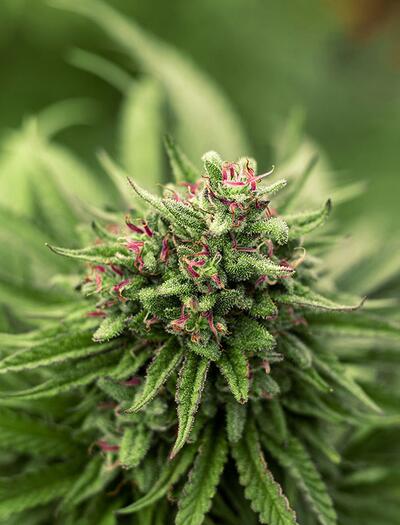 Canapa industriale: il Consiglio di Stato rimanda il divieto sulle infiorescenze alla Corte Europea