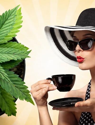 From long-lasting pain relief to neuroprotection, explore the multiple benefits of using cannabis tea. Includes a step-by-step guide for home brewing pot tea. 