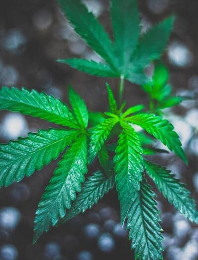 Can you legally grow cannabis at home in 2026? From California to Florida, discover which US states allow home cultivation for recreational or medicinal use.