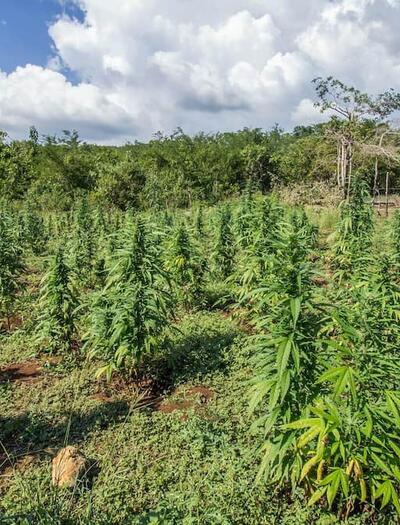 Is there a difference between a hemp plant and a CBD plant? Learn how Cannabis sativa cultivars, Delta-9 THC legal limits, and CBD oil extraction work. 