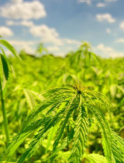 konopny biodiesel