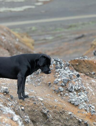 A Labrador named Tokyo was rescued from the UK’s highest mountain, after which veterinarians concluded the dog likely ingested discarded cannabis product. 