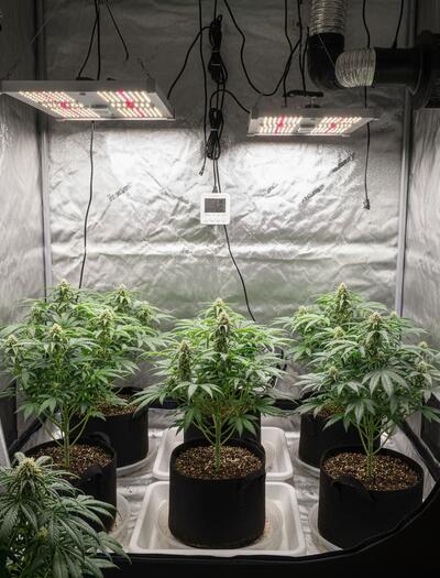 Armario de cultivo interior de cannabis moderno con plantas sanas, luminarias LED y sodio, ventilación y equipo completo para cultivo eficiente