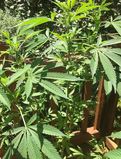 Luxembourg has launched its first legal home cannabis gardening service. Learn about the 2023 law allowing four plants and how residents are growing legally.