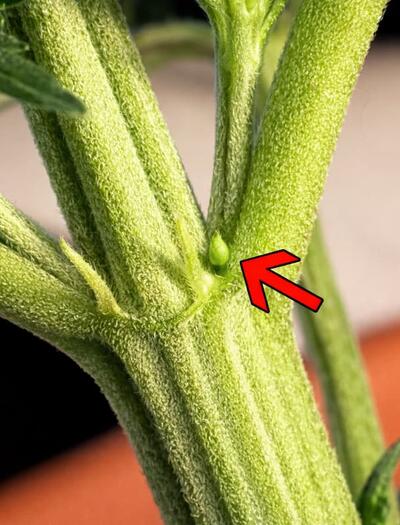 Close-up macro photo of a cannabis plant node showing an early female pre-flower forming at the junction of the main stem and branch, highlighted with a red arrow to illustrate early sex identification during the vegetative stage.