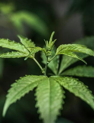 ¿Por qué la marihuana autofloreciente mitiga daños de lluvia y humedad?