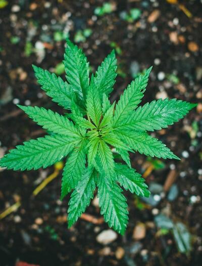 ¿Cómo reciclar la tierra de una maceta de marihuana al sol?