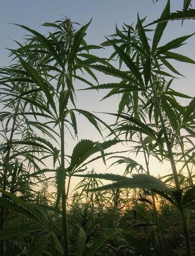 Canapa legale: svolta storica in Corte Costituzionale contro l'Articolo 18