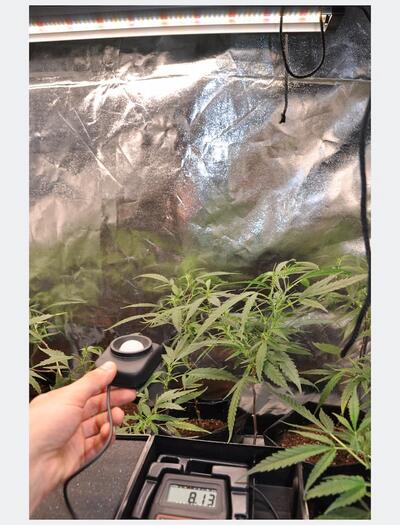 Cultivador utilizando un luxómetro a la altura de la canopia de las marihuanas