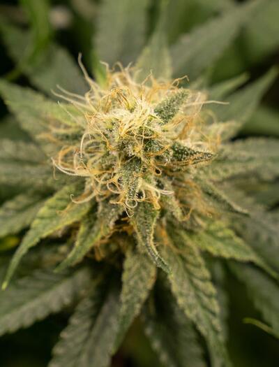 ¿Cómo incorporar micronutrientes al cultivo cannábico?