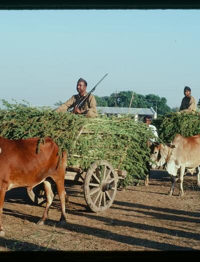 militares indios transportando ganja en la india en 1981 |