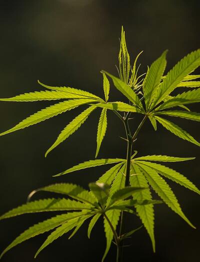 Una planta de cannabis en fase de crecimiento donde se aprecia su estructura botánica. La imagen sirve para ilustrar la clasificación de McPartland y Small entre las variedades de hoja estrecha (NLD) y hoja ancha (BLD) según su origen geográfico y evolución.