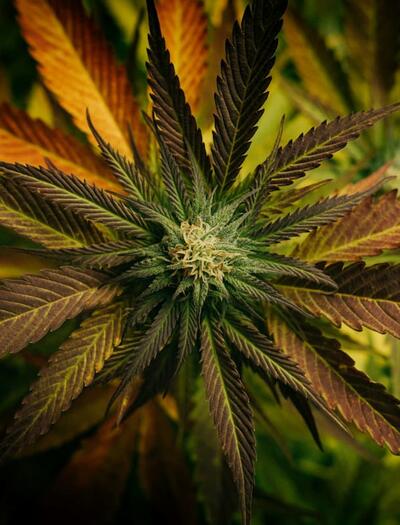 New bill will reform the criminal code and modernize cannabis laws in the Czech Republic, making it legal to grow 3 marijuana plants or owning 100 grams of weed at home. 