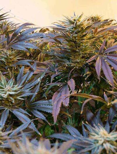 Ohio legalizes recreational marijuana