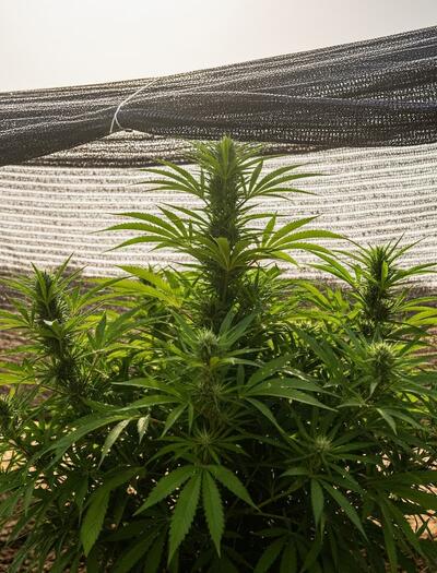 Planta de cannabis protegida con malla de sombreo