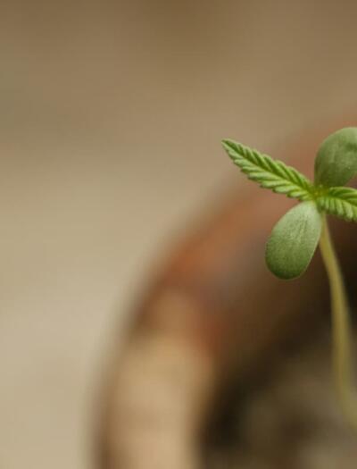 Start strong your outdoor cannabis season. Learn the protocol for hardening off seedlings, prevent damping off, and protect young plants from spring UV spikes.