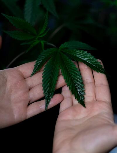 ¿Por-qué-usar-aminoácidos-para-cultivar-cannabis?