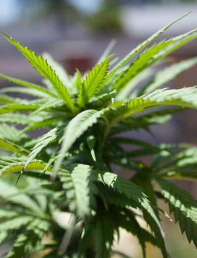 Learn how to germinate cannabis seeds with simple, step-by-step tips for strong, healthy sprouts.