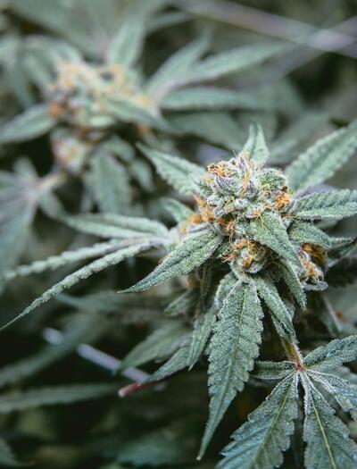 Tips contra plagas en el cultivo de cannabis. 