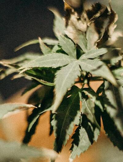 Mielada, orugas y otras plagas en el cannabis.