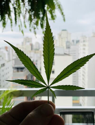 Hoja de marihuana en balcon 