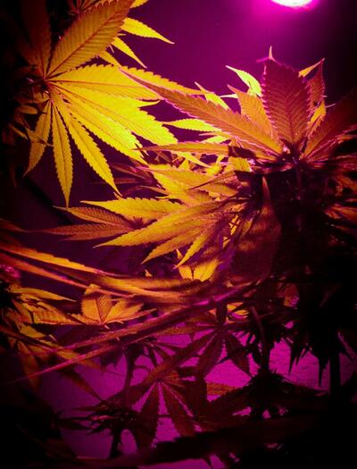 Plantas de marihuana creciendo en interior, cultivo casero bajo luz artificial