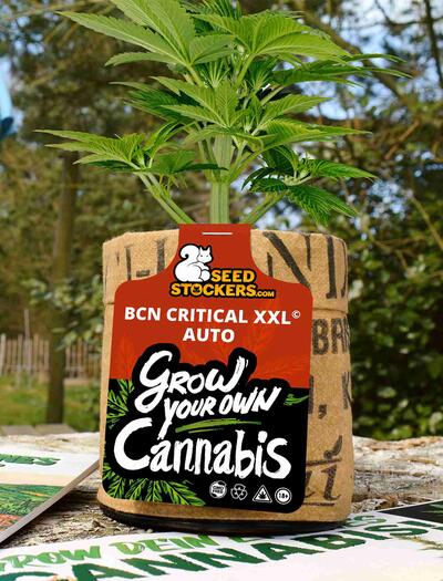 BCN Critical XXL gewinnt IPM Publikumspreis