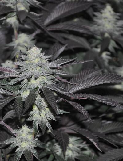 Cogollos maduros de marihuana listos para cosechar en maceta dentro de un cultivo indoor