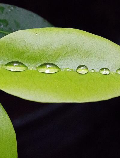 Hoja de coca por Luis Pérez. CC2.0 https://www.flickr.com/photos/pe5pe/8448329772.