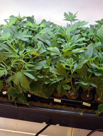 Bandeja de esquejes de marihuana dentro de un propagador cerrado con base de perlita húmeda