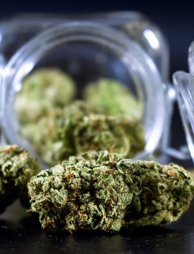 ¿Cómo incorporar y cosechar THCA?