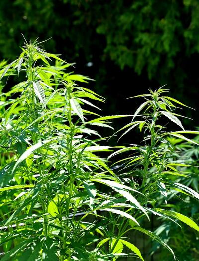 una planta de marihuana en verano 