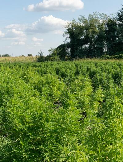foto de cultivo de cáñamo