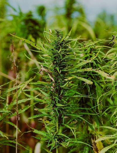 Fusarium head blight disease in hemp