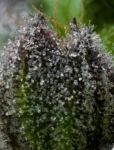 Primer plano de un cogollo de cannabis con tricomas brillantes bajo luz solar intensa, ilustrando el efecto del calor extremo en la resina.
