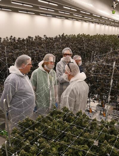 Recorrido por las salas de cultivo de marihuana del experimento legal en Países Bajos