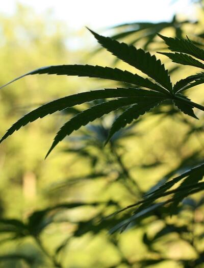 ¿Cómo controlar el crecimiento de una sativa de exterior en verano?