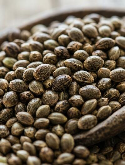Is Using Regular Cannabis Seeds Worth It?