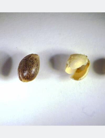 Comparativa entre semillas de marihuana maduras atigradas y semillas inmaduras vacías