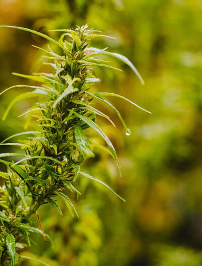 Wann ist die beste Jahreszeit für den Cannabisanbau