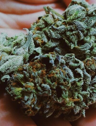 Cannabinoides y terpenos lo mejor del cannabis.