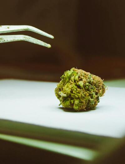 Tip: luz roja en cosecha de terpenos de marihuana.
