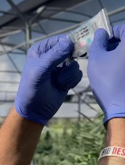 Test, Cannabis, controlli, legale