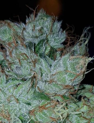thc