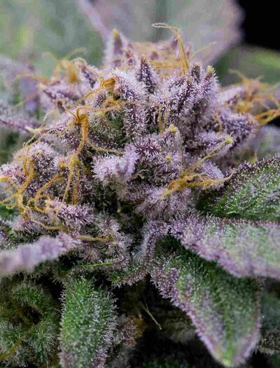 THC-monitor